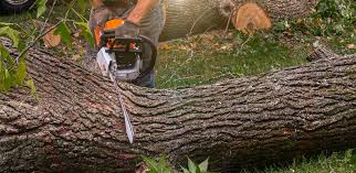  Valle Vista, CA Tree Removal Pros