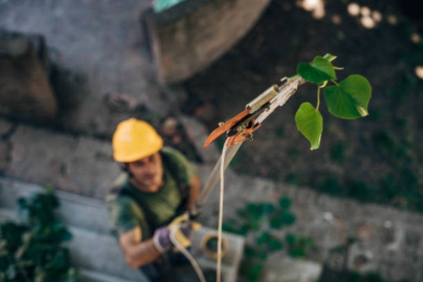 Reliable Valle Vista, CA Tree Removal Solutions
