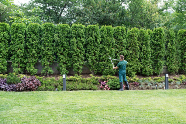 Best Lawn Grading and Leveling  in Valle Vista, CA