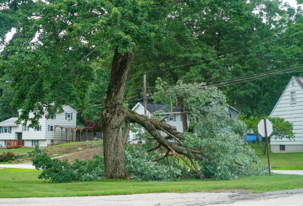 Best Tree Removal  in Valle Vista, CA