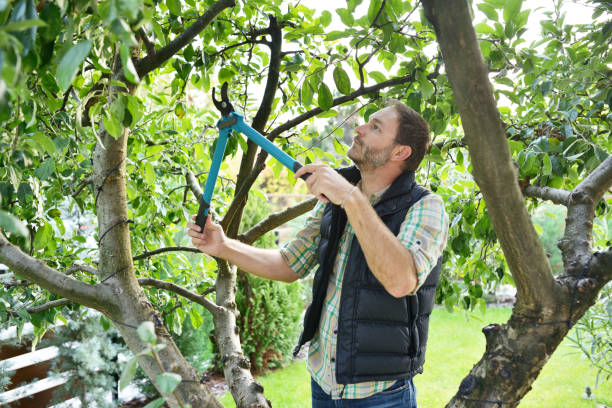 Best Tree Preservation Services  in Valle Vista, CA
